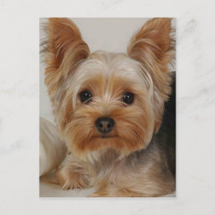 Carte Postale Yorkshire Terrier