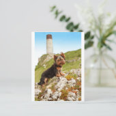 Carte Postale Yorkshire Terrier (Debout devant)
