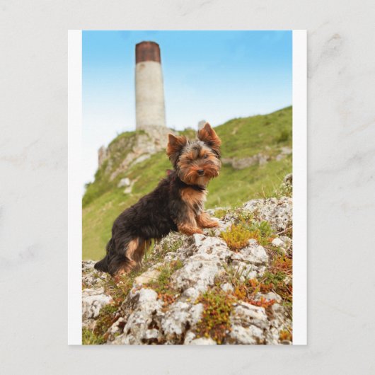Carte Postale Yorkshire Terrier (Devant)