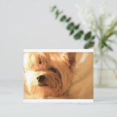 Carte Postale Yorkshire Terrier (Debout devant)
