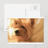 Carte Postale Yorkshire Terrier (Devant / Derrière)