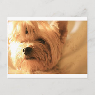 Carte Postale Yorkshire Terrier