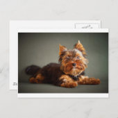 Carte Postale Yorkshire Terrier (Devant / Derrière)