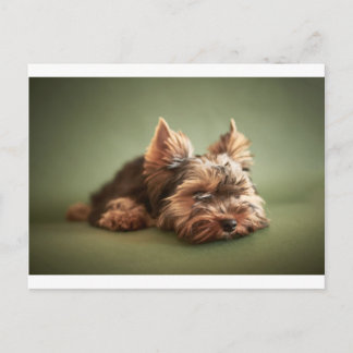 Carte Postale Yorkshire Terrier