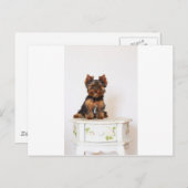Carte Postale Yorkshire Terrier (Devant / Derrière)