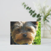 Carte postale Yorkshire Terrier (Debout devant)