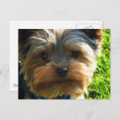 Carte postale Yorkshire Terrier (Devant / Derrière)