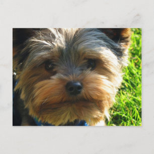 Carte postale Yorkshire Terrier