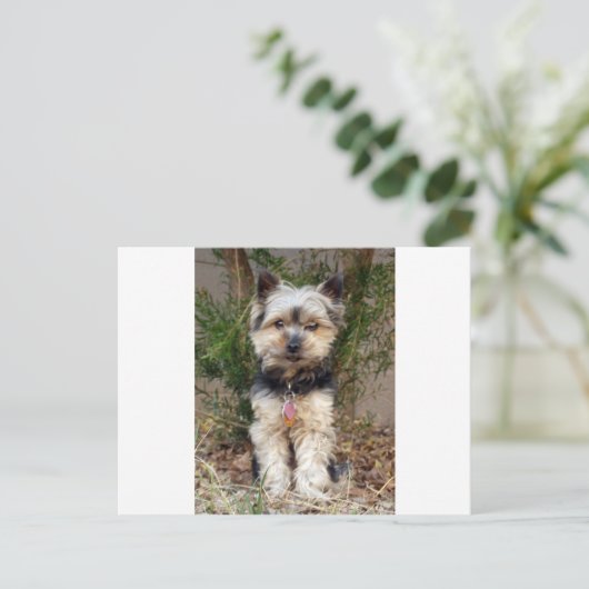 Carte Postale Yorkshire Terrier (Debout devant)