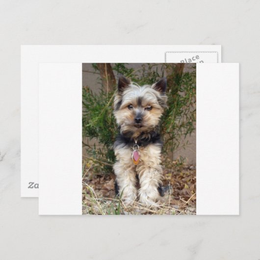 Carte Postale Yorkshire Terrier (Devant / Derrière)