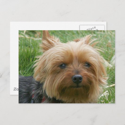 Carte Postale Yorkshire Terrier (Devant / Derrière)