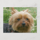 Carte Postale Yorkshire Terrier (Devant)