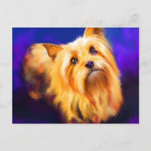 Carte postale Yorkshire Terrier (Devant)