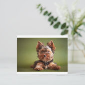 Carte Postale Yorkshire Terrier (Debout devant)