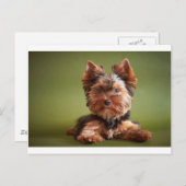 Carte Postale Yorkshire Terrier (Devant / Derrière)