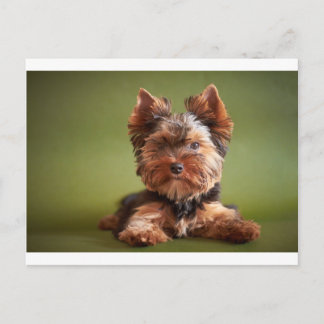 Carte Postale Yorkshire Terrier