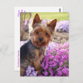 Carte postale Yorkshire Terrier (Devant / Derrière)