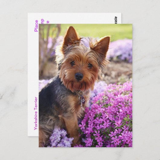 Carte postale Yorkshire Terrier (Devant / Derrière)
