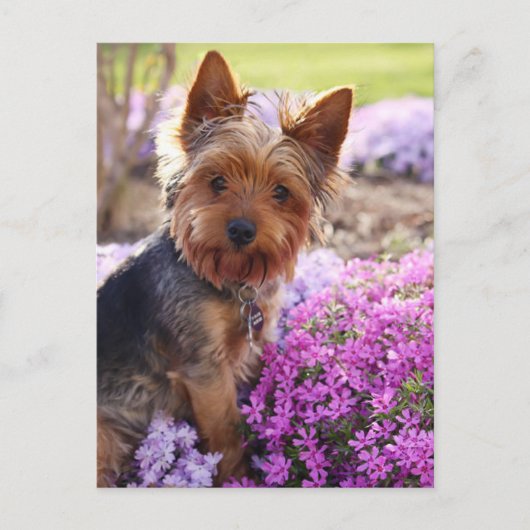Carte postale Yorkshire Terrier (Devant)