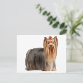 Carte Postale Yorkshire Terrier (Debout devant)