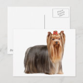 Carte Postale Yorkshire Terrier (Devant / Derrière)