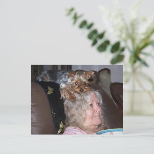 Carte postale Yorkshire Terrier (Debout devant)