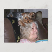 Carte postale Yorkshire Terrier (Devant)