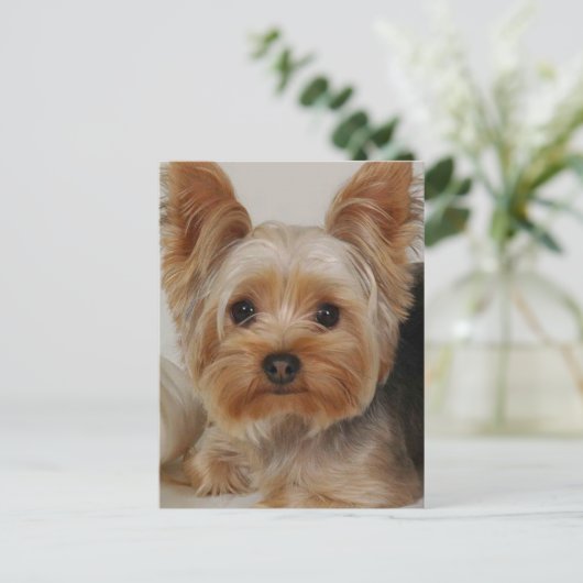 Carte Postale Yorkshire Terrier (Debout devant)