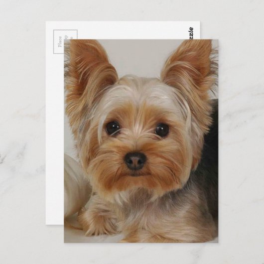 Carte Postale Yorkshire Terrier (Devant / Derrière)