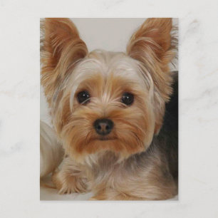 Carte Postale Yorkshire Terrier