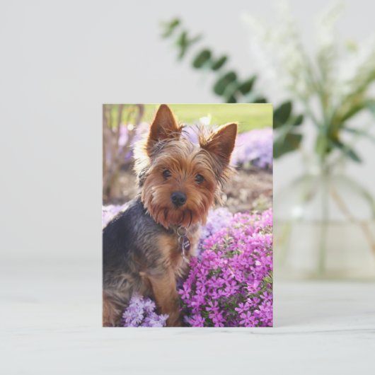 Carte Postale Yorkshire Terrier (Debout devant)