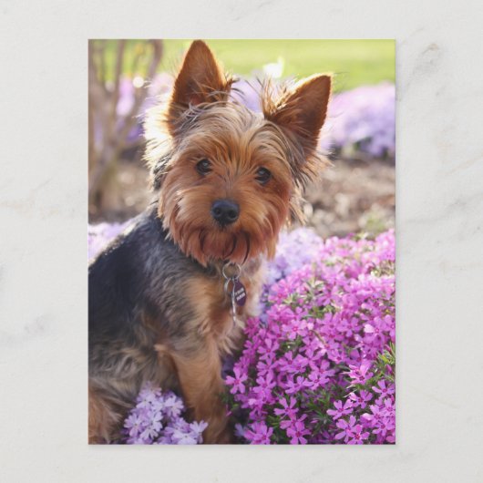 Carte Postale Yorkshire Terrier (Devant)