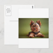 Carte Postale Yorkshire Terrier (Devant / Derrière)