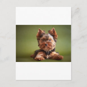 Carte Postale Yorkshire Terrier