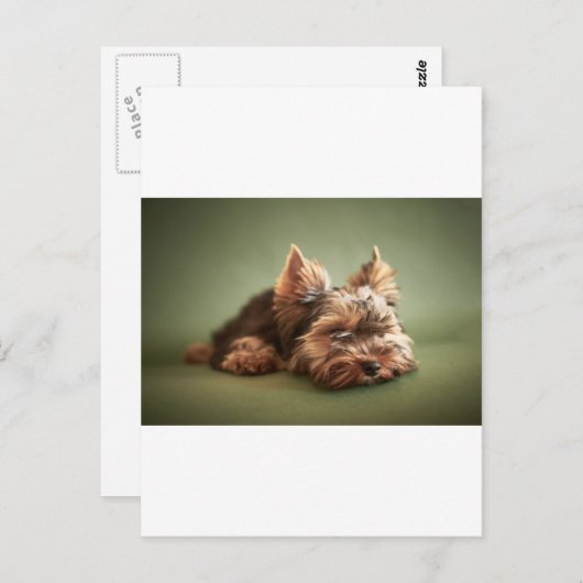 Carte Postale Yorkshire Terrier (Devant / Derrière)