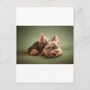 Carte Postale Yorkshire Terrier