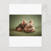 Carte Postale Yorkshire Terrier (Devant)
