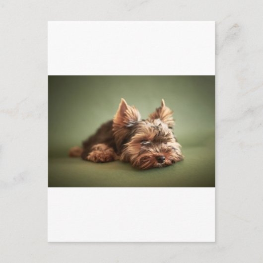 Carte Postale Yorkshire Terrier (Devant)