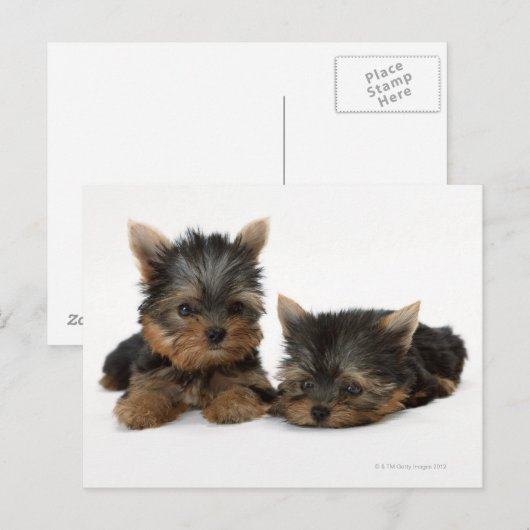 Carte Postale Yorkshire Terrier (Devant / Derrière)