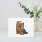 Carte Postale Yorkshire Terrier (7) (Debout devant)