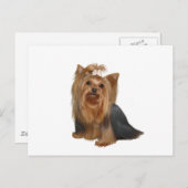 Carte Postale Yorkshire Terrier (7) (Devant / Derrière)