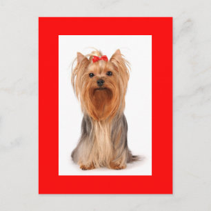 Carte Postale Yorkshire Terrier Chien Chien Chien Blanc Rouge Ca