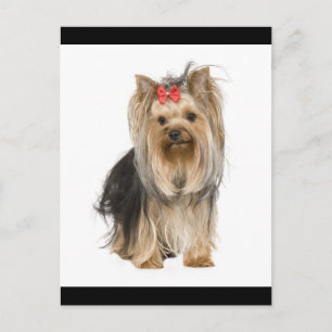 Carte Postale Yorkshire Terrier Chien Chien Chien Chien Blanc Ca
