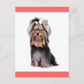 Carte Postale Yorkshire Terrier Chien Chien Chien Chien Blanc Ro (Devant)
