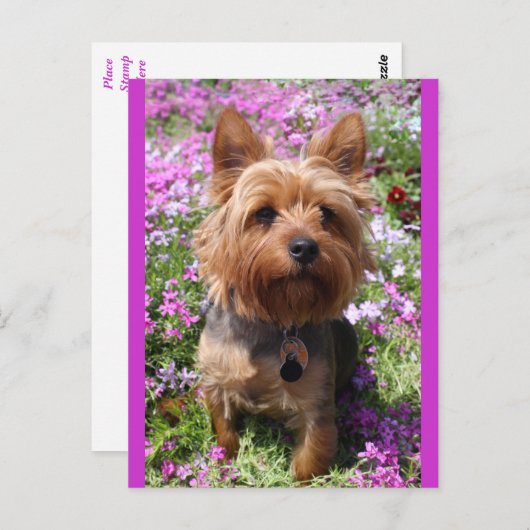 Carte Postale Yorkshire Terrier Chien Chien Chien Chien Blanc Vi (Devant / Derrière)