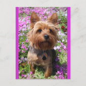 Carte Postale Yorkshire Terrier Chien Chien Chien Chien Blanc Vi (Devant)