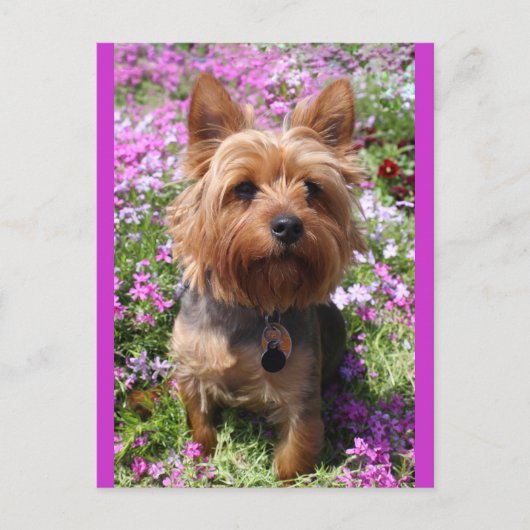 Carte Postale Yorkshire Terrier Chien Chien Chien Chien Blanc Vi (Devant)