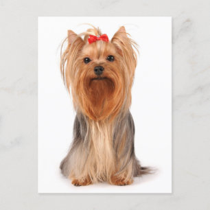 Carte Postale Yorkshire Terrier Chien Chien Puppy Blank Yorkie C