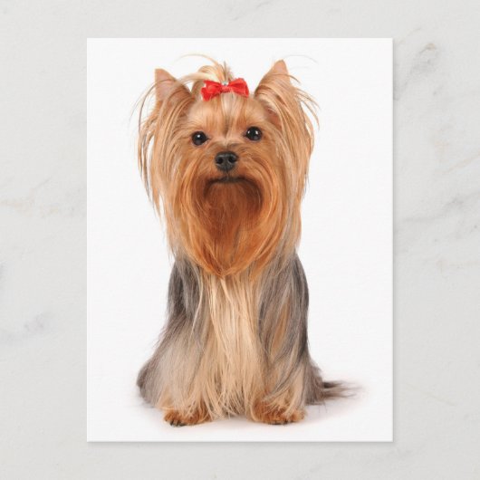 Carte Postale Yorkshire Terrier Chien Chien Puppy Blank Yorkie C (Devant)