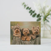 Carte Postale Yorkshire Terrier Chiens de marionnettes Blank Car (Debout devant)